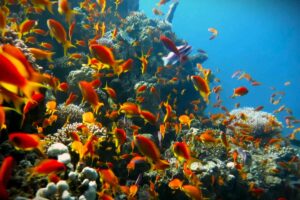 Royal Reef